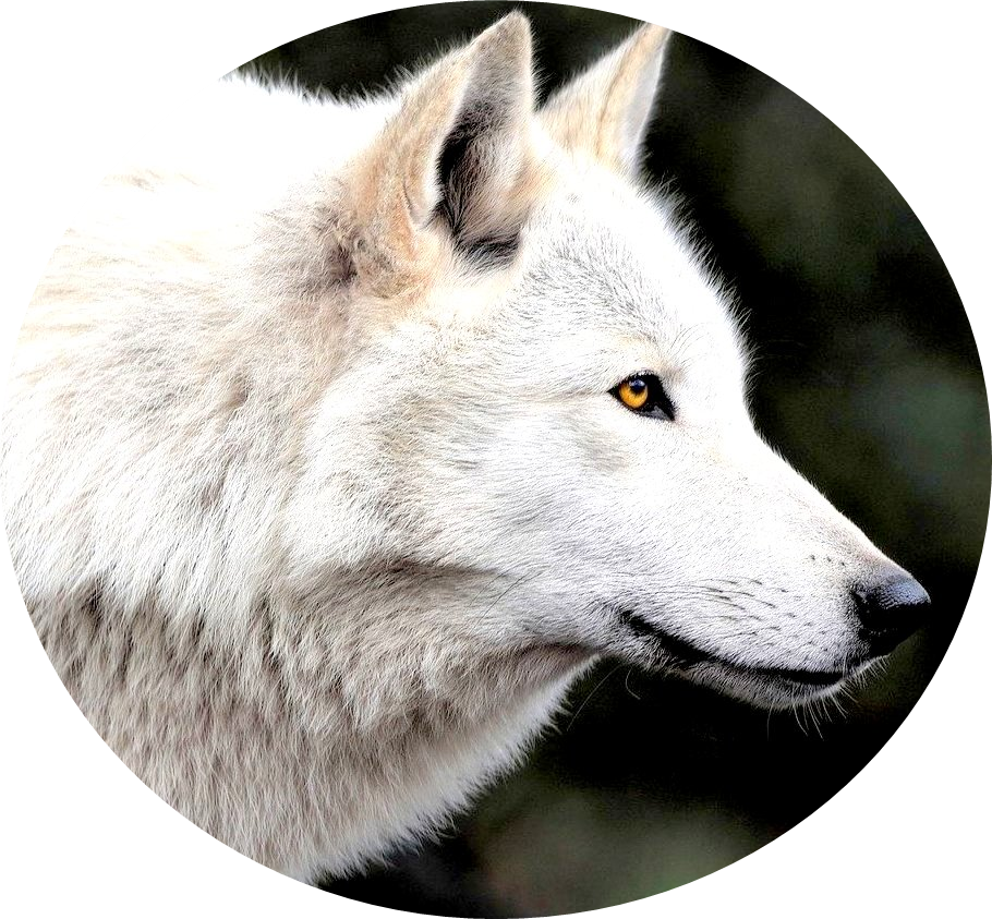 wolfi heart crystal healing