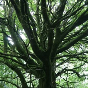 tree of avalon julia peters hearthealing all rights reserved 2026